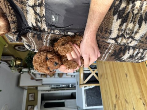 Safkan Teacup Poodle Yavrumuz