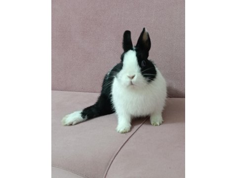 Hollanda Tavşanı