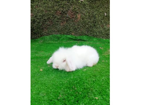 Hollanda Teddy Lop Tavşan Yavrularımız