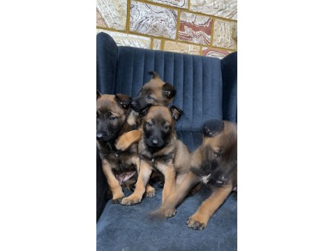 55-60 Günlük Malinois (Belçika Kurdu) Bebeklerimiz