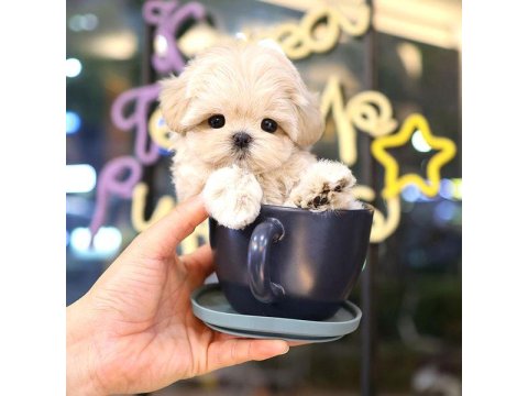 Cins Toy Poodle Köpeklerim