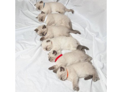 British Shorthair Sevimli Yavrular