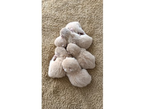 Özel Renk Chocolate Golden Kediler