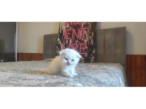 Gri Ve Beyaz Scottish Fold Bebekler