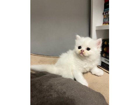 British Shorthair Ve British Longhair Yavrular