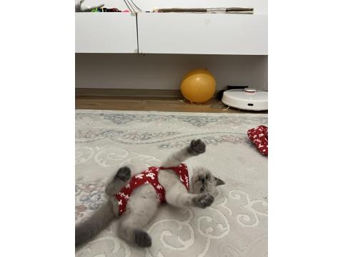 3.5 Aylık British Shorthair Bluepoint