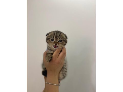Scottish Fold Erkek Bebek