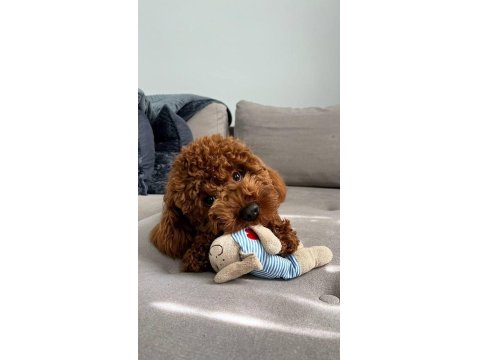 Sağlık Ve Irk Garantili Toy Poodle