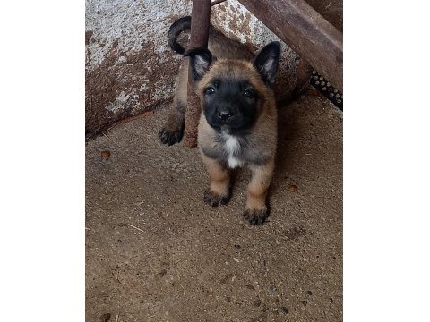 A Kalite Full Maske Kalite Belçika Malinois