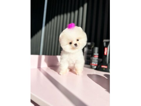 Türkiye'nin En Seçkin Pomeranian Boo (Ayı Surat) Garantili Yavruları