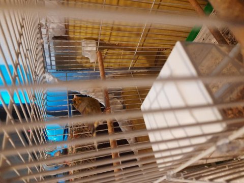 10 Aylık Ötümü Güzel Kanarya