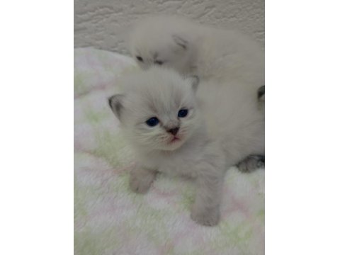 British Shorthair Erkek Kedimiz
