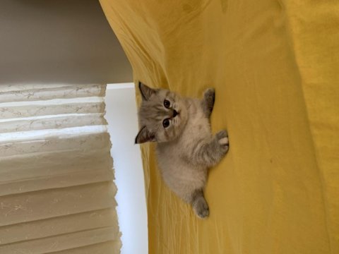 45 Günlük A Kalite Scottish Fold Yavrular