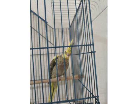 1 Aylık Yeme Alışmış Sultan Papağanları