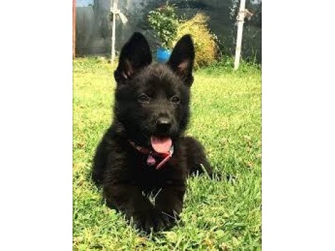 %100 Safkan Siyah (Solid Black) Alman Kurdu