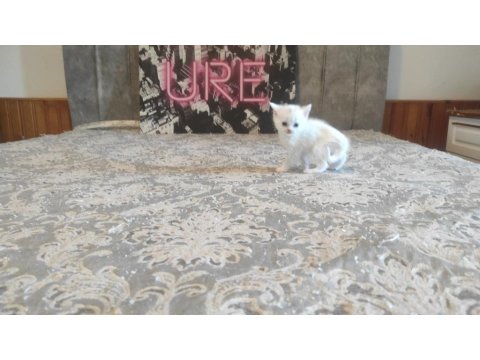 Lilac Ve Beyaz Renkli British Yavrular