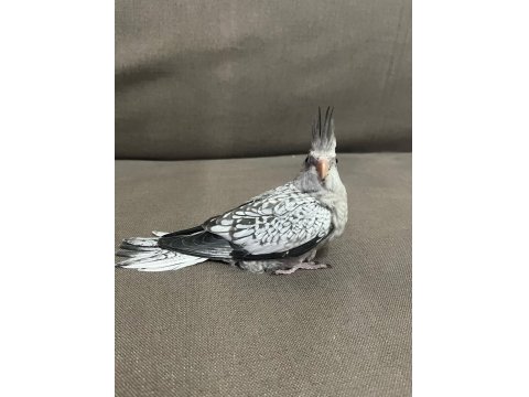 Evcil Yavru Sultan Papağanı