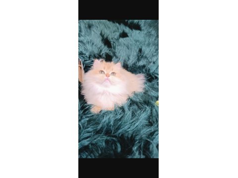 British Longhair By 11 Dişi 2 Yaşında