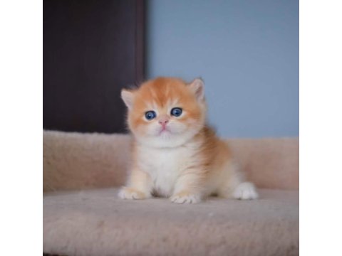 Şampiyon Golden British Shorthair Yavrumuz