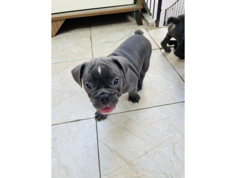 French Bulldog Köpeklerim