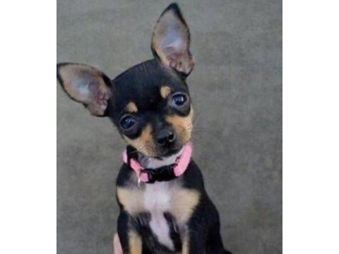 Minyatür Pinscher Yavrularımız Sağlık Ve Irk Garantilidir