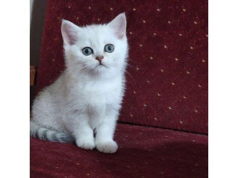 British Shorthair Kedileri