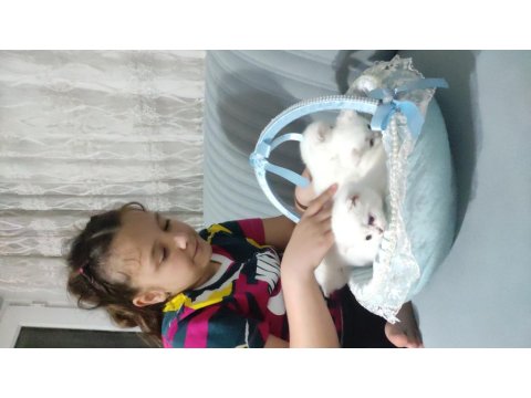 Kartopu Yavru Kediler Yeni Ailelerini Bekliyorlar