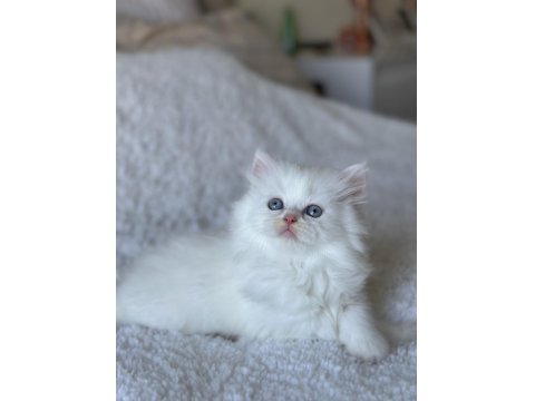 Pamuk Gibi Mavi Gözlü British Longhair Yavrum