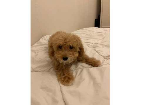 A Kalite Maltipoo Yavrularımız Sizler İle