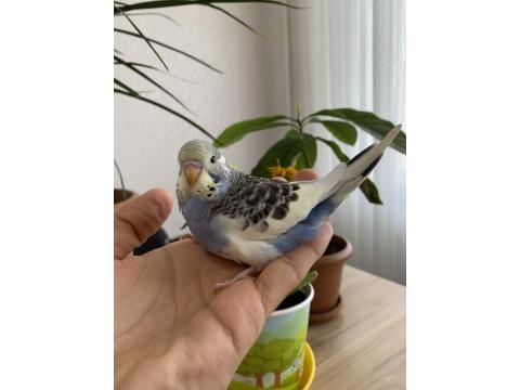 Öğretmenden Evde Beslenen Bakımlı Muhabbet Kuşları