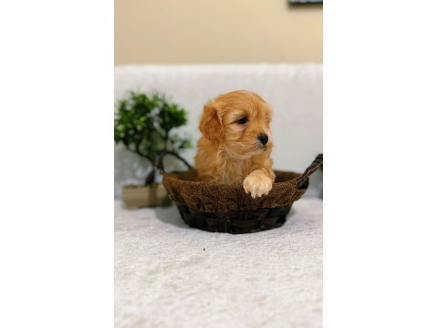 Küçük Kalan Büyümeyen Maltipoo Yavruları