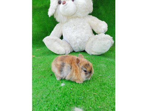 Cüce Tavşan Yavruları Gönderim Yapılır