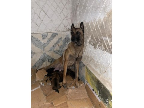 Belçika Kurdu Yavrular Irk Sağlık Garantili