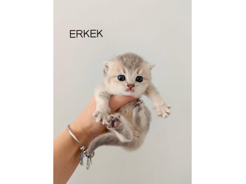 Scottish Fold Yavrularımız