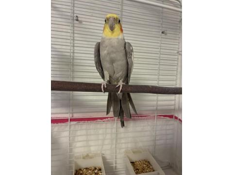 Çift Sultan Papağanı