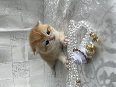 Çok Güzel Ve Oyuncu British Shorthair Ve Longhair Kediler