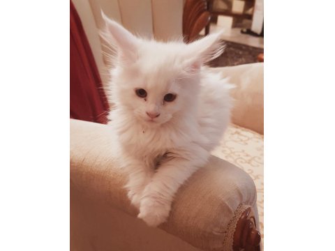 Maine Coon Yavru Kedimiz