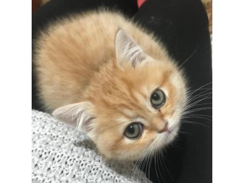 British 3 Aylık Dişi Yavru