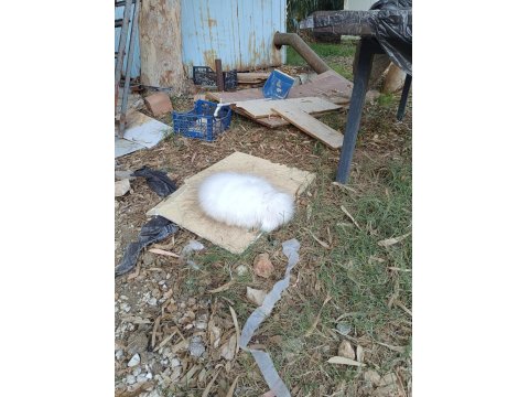 Hollanda Teddy Lop Tavşanı 8 Aylık