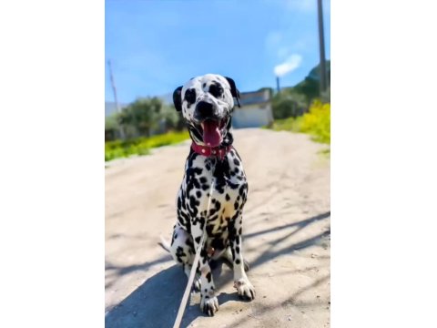 Dalmaçyalı Yavru Köpeklerimiz Erkek Ve Dişi