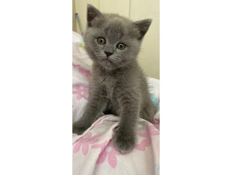 Oyuncu Ve Kaliteli British Shorthair Yavrular