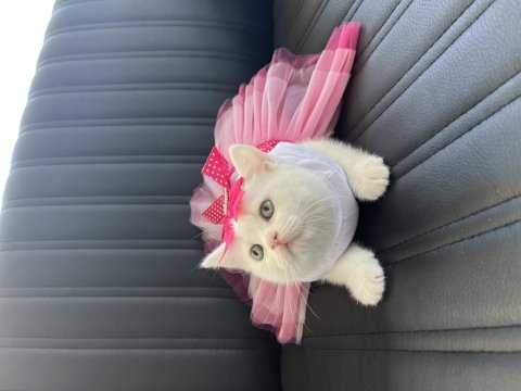 Orjinal Yüz Hatlarına Sahip Ayı Surat Top Kafa British Kedimiz