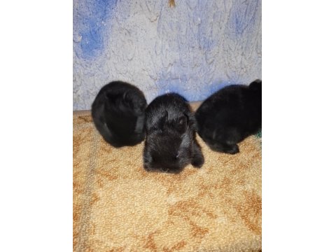 Hollanda Cüce Nedherland Dwarf Tavşan