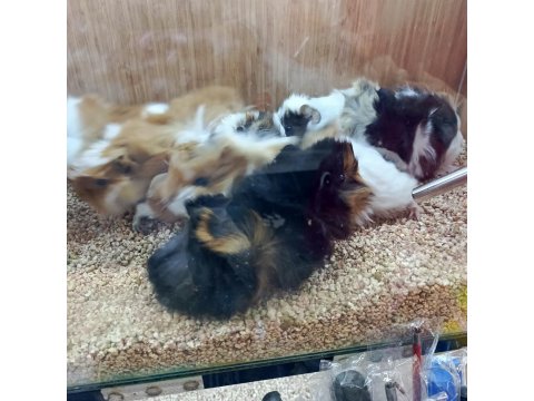 Guinea Pigler Veteriner Teknikerinden