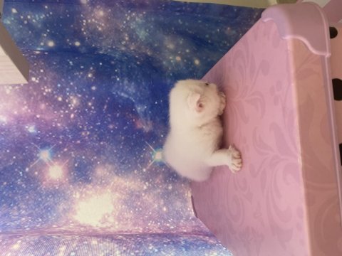 Scottish Fold Bebişler Sahiplerini Bekliyor