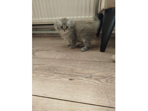 Mama Karşılığı Verilecek British Kediler