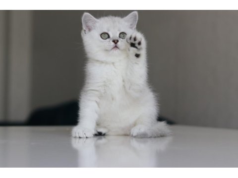 Full Şecereli Babadan Teslime Hazır Dişi Kedimiz