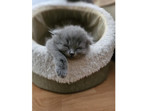 2 Aylık British Shorthair Bebekler