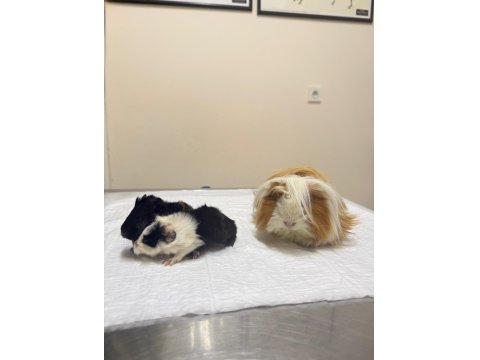 3 Haftalık Dişi Ginepig