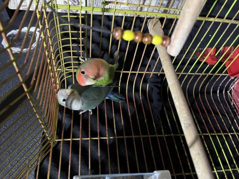 Takım Sevda Papağanı